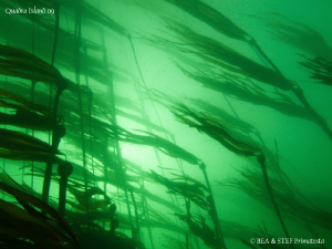 Bulb Kelp. Quadra Island, BC. Canon G10. by Bea & Stef Primatesta 